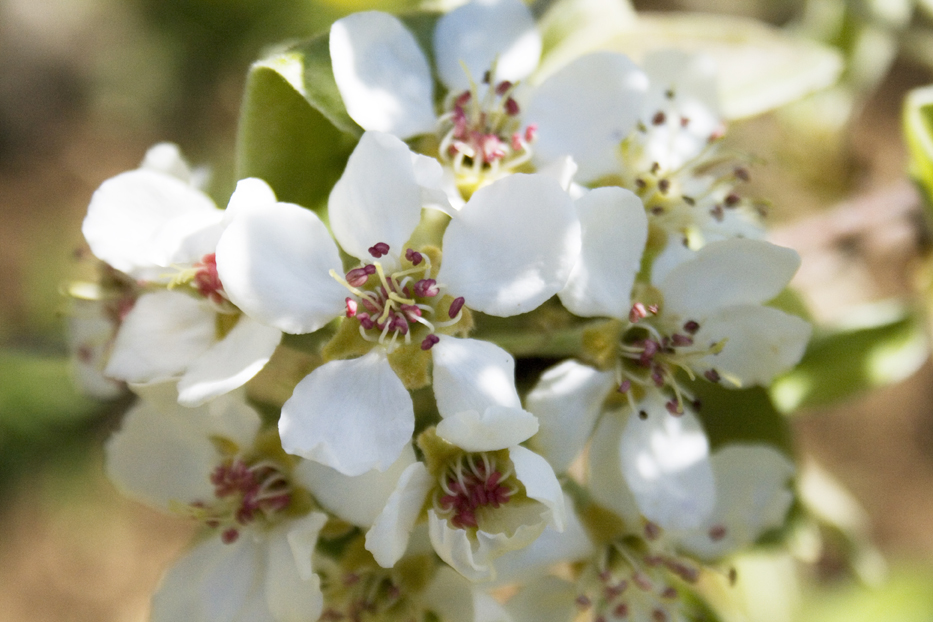 Blühende Obstbäume im Kirschgarten