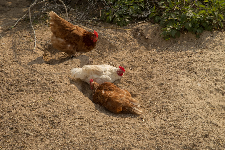 Freilandhühner im Sandbad am Demeterhof Walz